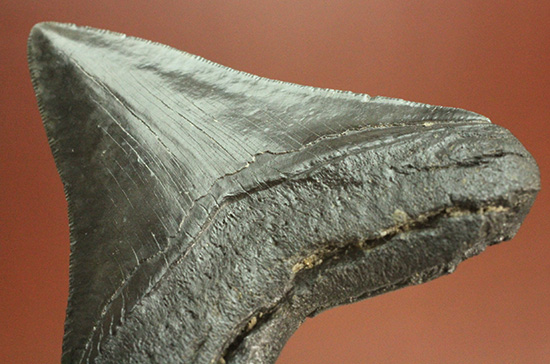 ロマンたっぷりのブラックメガロドンの上質な歯化石（その9）