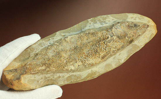良質の古代魚ラコレピスのノジュールポジ化石。このウロコを見よ！！