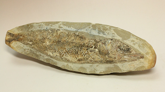 良質の古代魚ラコレピスのノジュールポジ化石。このウロコを見よ！！（その11）