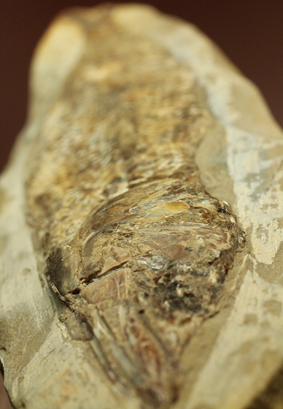 良質の古代魚ラコレピスのノジュールポジ化石。このウロコを見よ!!(その15)