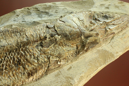 良質の古代魚ラコレピスのノジュールポジ化石。このウロコを見よ!!(その16)