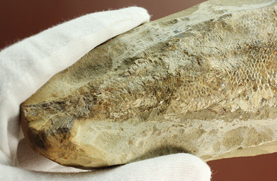 良質の古代魚ラコレピスのノジュールポジ化石。このウロコを見よ!!(その18)