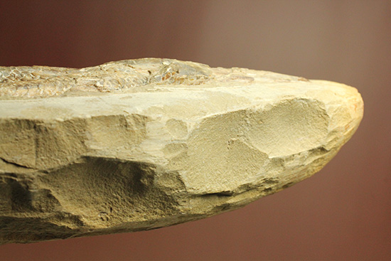良質の古代魚ラコレピスのノジュールポジ化石。このウロコを見よ!!(その19)