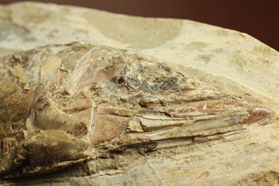 良質の古代魚ラコレピスのノジュールポジ化石。このウロコを見よ！！（その2）