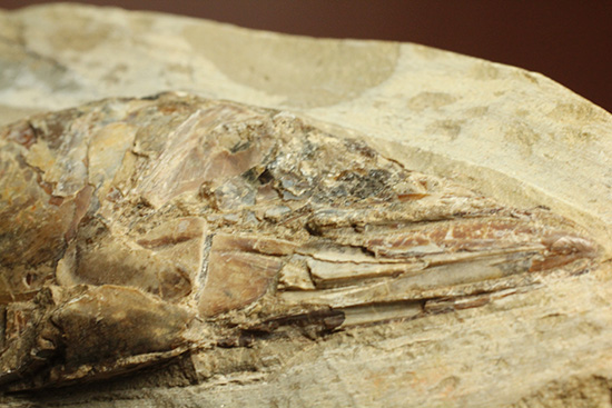 良質の古代魚ラコレピスのノジュールポジ化石。このウロコを見よ!!(その2)