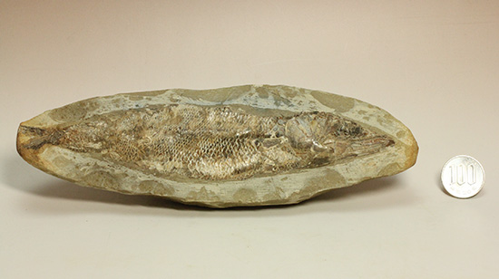 良質の古代魚ラコレピスのノジュールポジ化石。このウロコを見よ!!(その20)