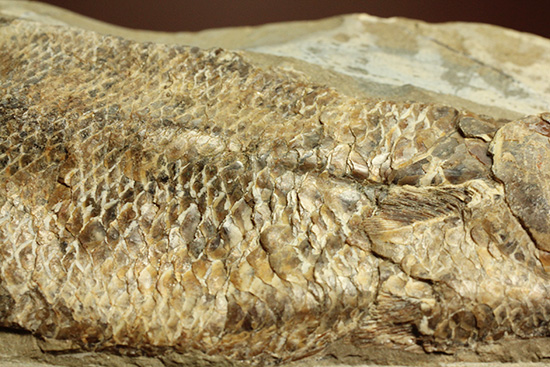 良質の古代魚ラコレピスのノジュールポジ化石。このウロコを見よ!!(その4)