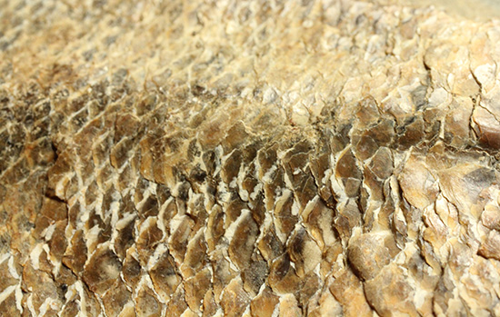 良質の古代魚ラコレピスのノジュールポジ化石。このウロコを見よ!!(その5)