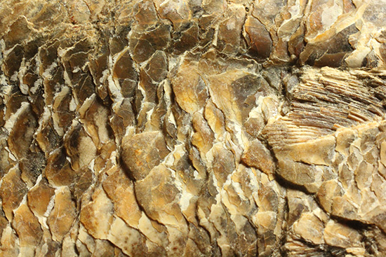 良質の古代魚ラコレピスのノジュールポジ化石。このウロコを見よ!!(その6)