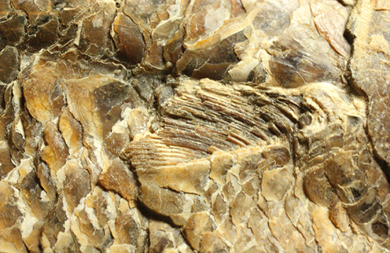 良質の古代魚ラコレピスのノジュールポジ化石。このウロコを見よ!!(その7)