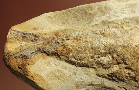 良質の古代魚ラコレピスのノジュールポジ化石。このウロコを見よ!!(その9)
