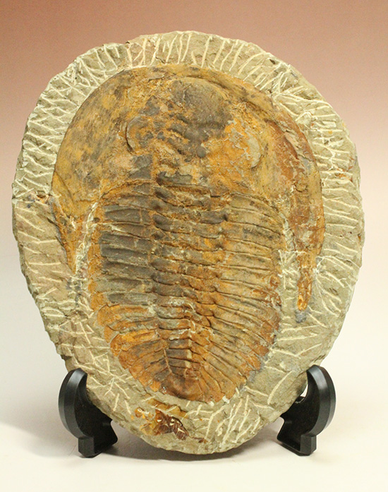 三葉虫のなかでも特に古い型。アンダルシア/古生代カンブリア紀（5億4200万 -- 5億500万年前）【tr456】