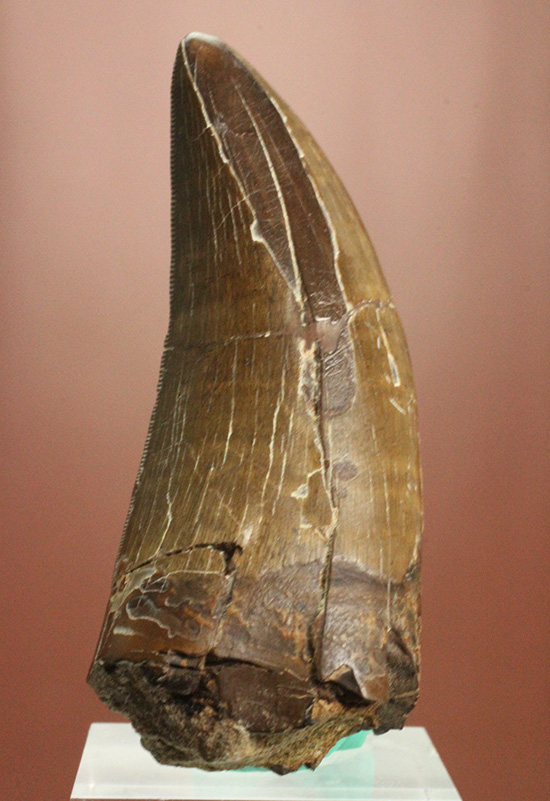 これぞコレクションのど真ん中。迫力とクオリティを兼ね備えたティラノサウルス・レックスの歯化石（ロングカーブ計測67mm周長74mm）（その2）