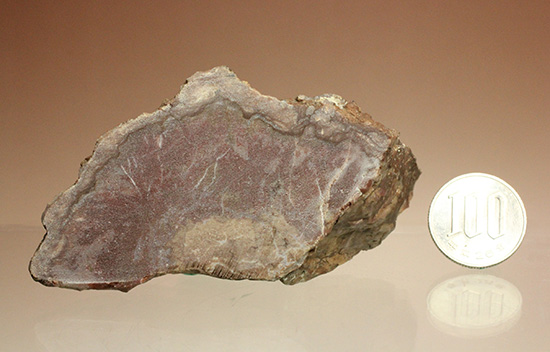 恐竜のウンチ化石コプロライト(Coplorite)（その10）