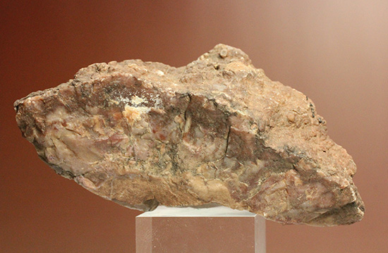 恐竜のウンチ化石コプロライト(Coplorite)（その2）