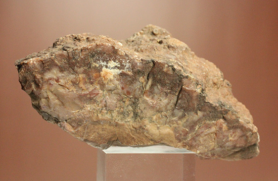 恐竜のウンチ化石コプロライト(Coplorite)（その3）