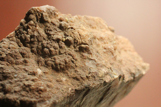 恐竜のウンチ化石コプロライト(Coplorite)（その4）