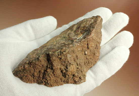 恐竜のウンチ化石コプロライト(Coplorite)（その8）