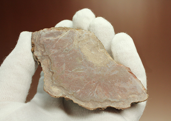恐竜のウンチ化石コプロライト(Coplorite)（その9）