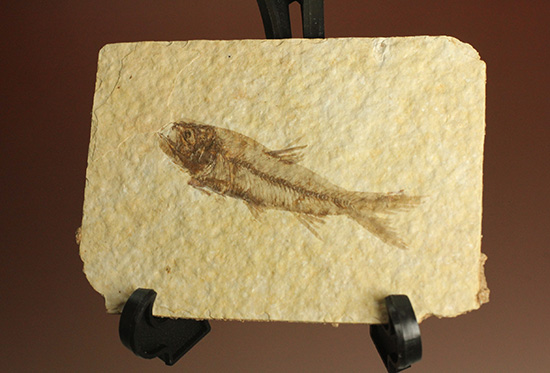 最高の保存状態、グリーンリバー産魚化石