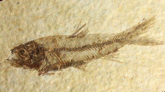 最高の保存状態、グリーンリバー産魚化石（その12）