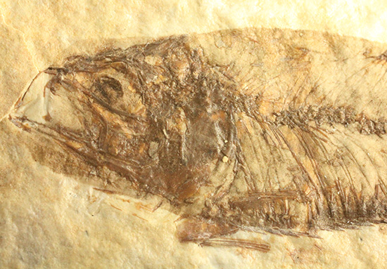 最高の保存状態、グリーンリバー産魚化石（その13）