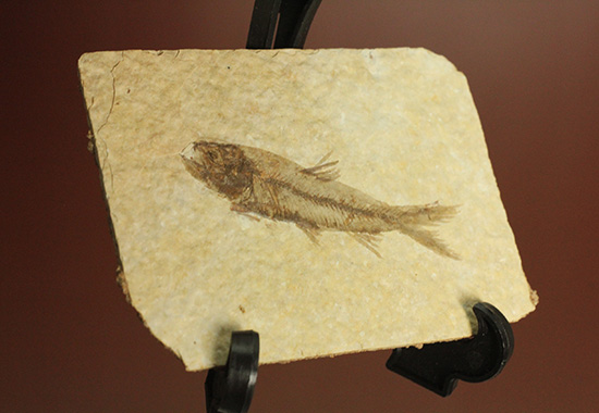 最高の保存状態、グリーンリバー産魚化石（その2）