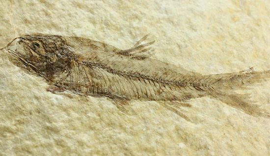 最高の保存状態、グリーンリバー産魚化石（その3）