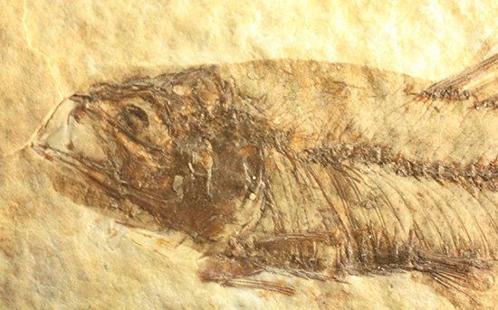 最高の保存状態、グリーンリバー産魚化石（その4）