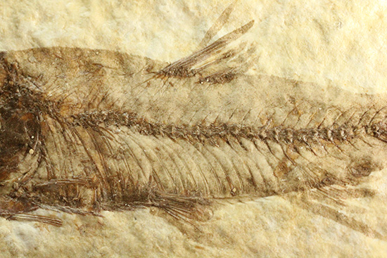最高の保存状態、グリーンリバー産魚化石（その5）