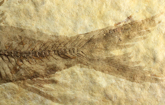 最高の保存状態、グリーンリバー産魚化石（その6）