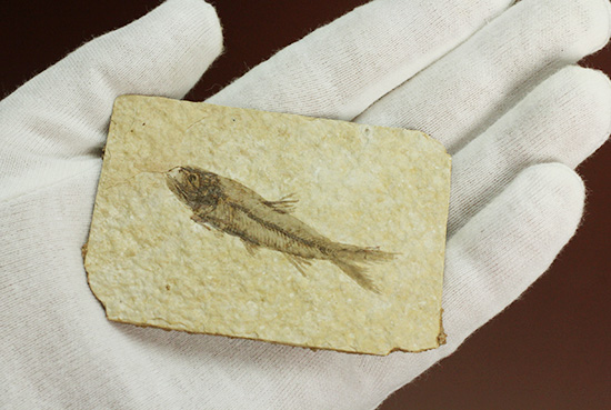 最高の保存状態、グリーンリバー産魚化石（その7）