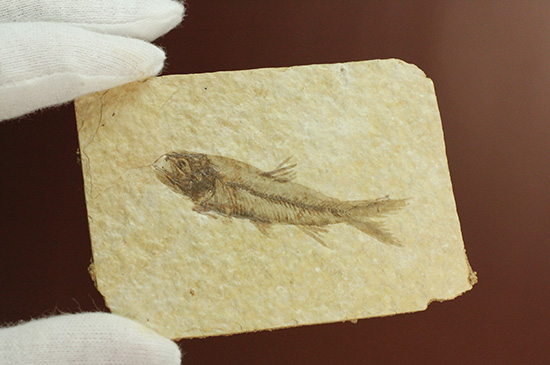 最高の保存状態、グリーンリバー産魚化石（その9）