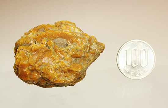 恐竜時代の国産琥珀 岩手県久慈市宇部町産(Amber)(その7)