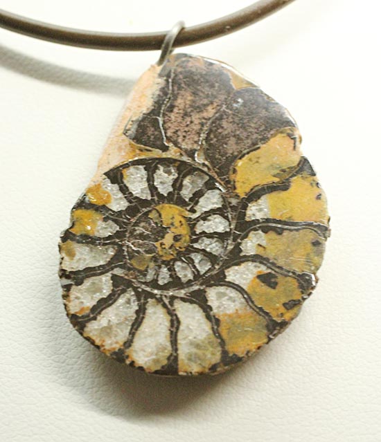 本物アンモナイトを身に付けませんか?アンモナイトチョーカー(Ammonite)(その2)