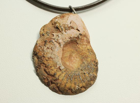 本物アンモナイトを身に付けませんか?アンモナイトチョーカー(Ammonite)(その3)