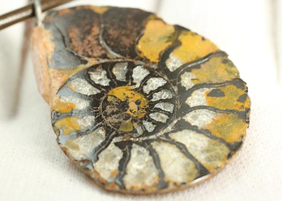本物アンモナイトを身に付けませんか?アンモナイトチョーカー(Ammonite)(その8)