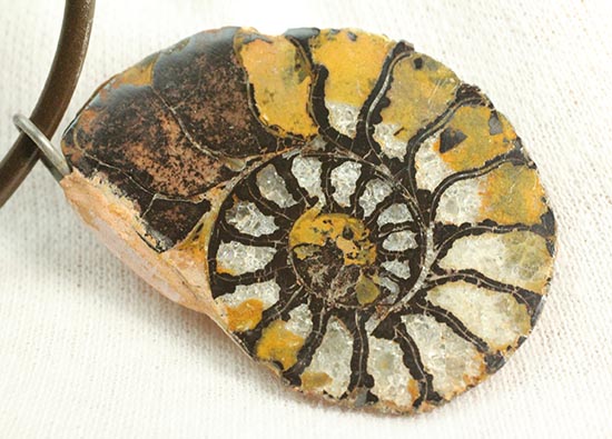 本物アンモナイトを身に付けませんか？アンモナイトチョーカー(Ammonite)（その9）