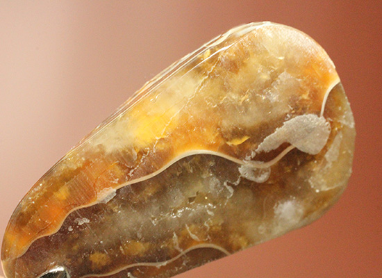 雫型のフォルムの良さがご自慢!幻想的に輝く光るアンモナイトペンダントトップ(Ammonite)(その10)