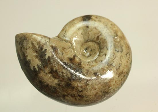 北海道産アンモナイト(Ammonite)（その1）