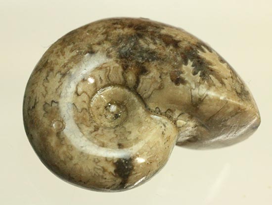 北海道産アンモナイト(Ammonite)（その10）