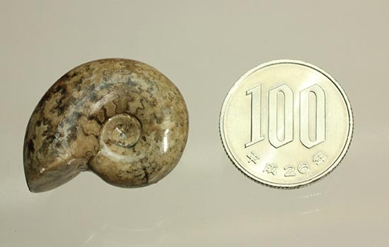 北海道産アンモナイト(Ammonite)（その11）