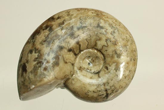 北海道産アンモナイト(Ammonite)（その2）