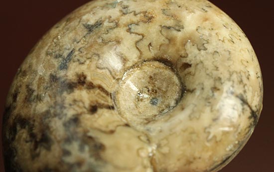 北海道産アンモナイト(Ammonite)（その3）