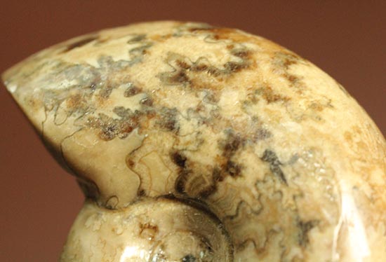 北海道産アンモナイト(Ammonite)（その5）