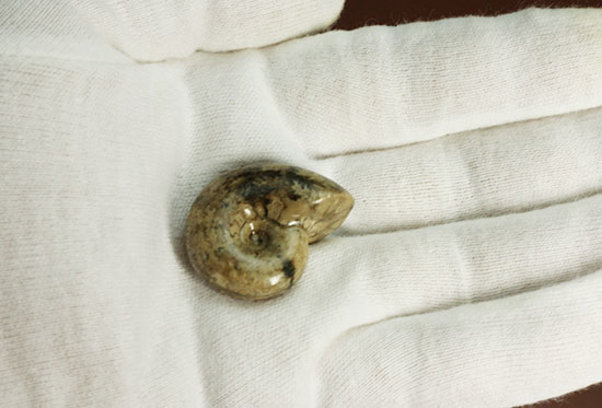 北海道産アンモナイト(Ammonite)（その8）
