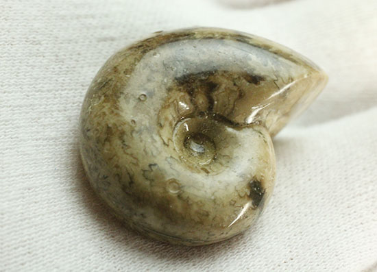 北海道産アンモナイト(Ammonite)（その9）