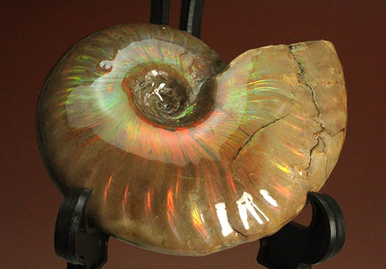 久々のご紹介!超絶イリデッセンス(iridescence)を有するマダガスカル産アンモナイト(Ammonite)(その1)