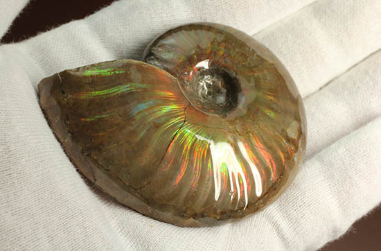 久々のご紹介!超絶イリデッセンス(iridescence)を有するマダガスカル産アンモナイト(Ammonite)(その10)