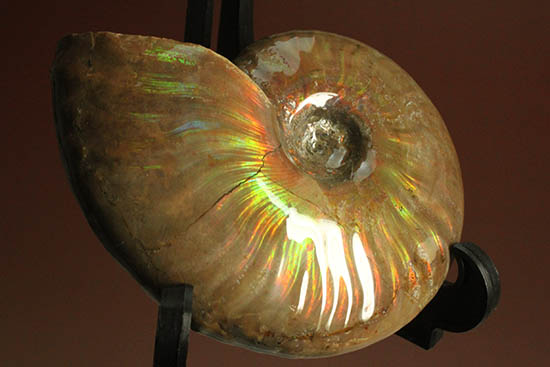 久々のご紹介!超絶イリデッセンス(iridescence)を有するマダガスカル産アンモナイト(Ammonite)(その11)